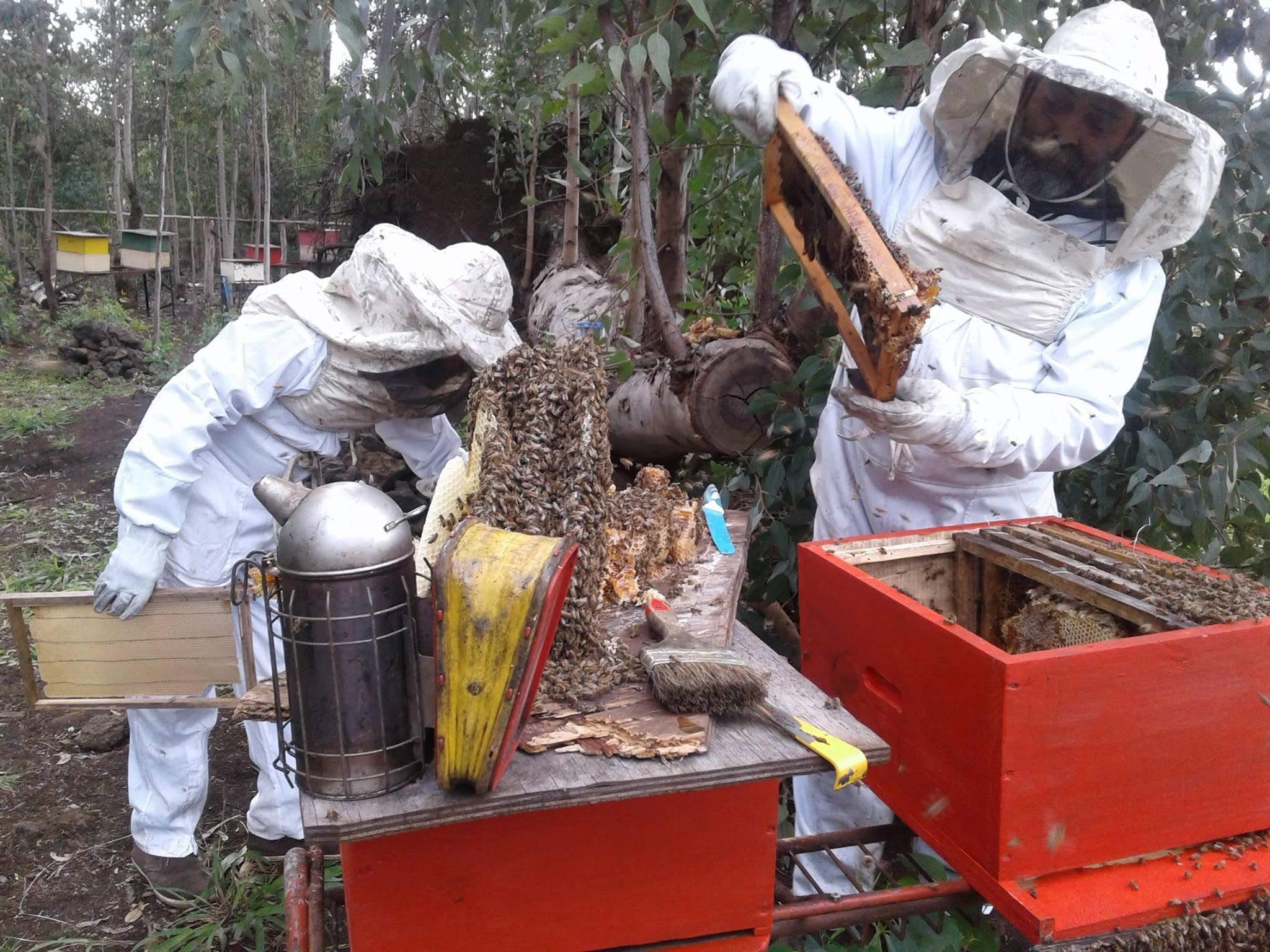 apicultura rapanui 2016